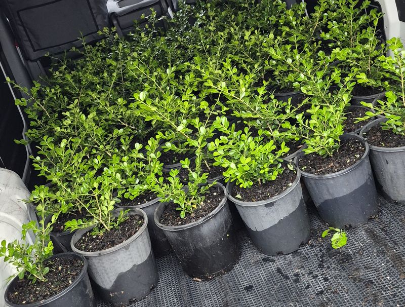 Van loaded with potted plants for a garden maintenance job