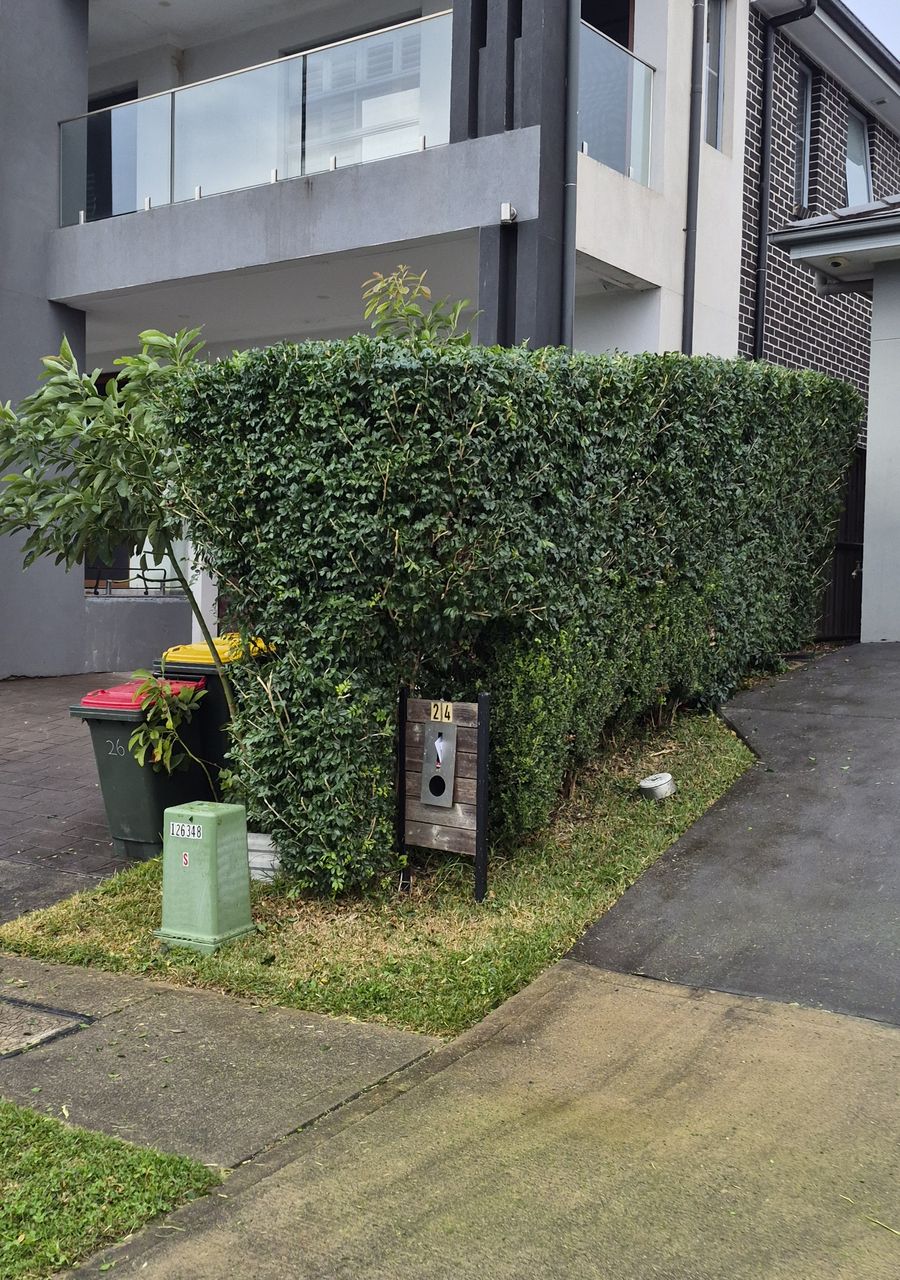 Tall hedge trimmed back to a clean face beside a driveway after a Green With Envy visit
