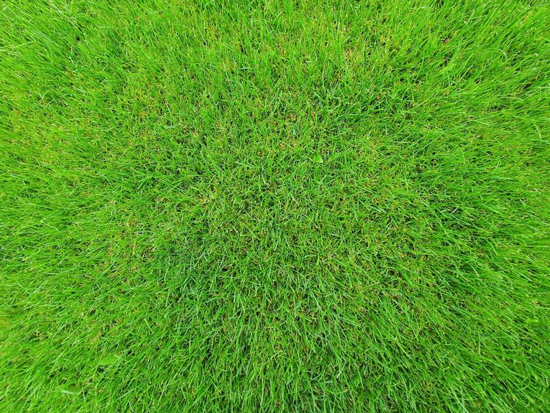 Dense healthy green turf protected by lawn pest control