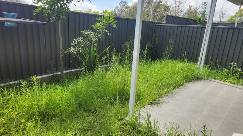 Backyard overrun with tall weeds along the fence line before weed spraying and control